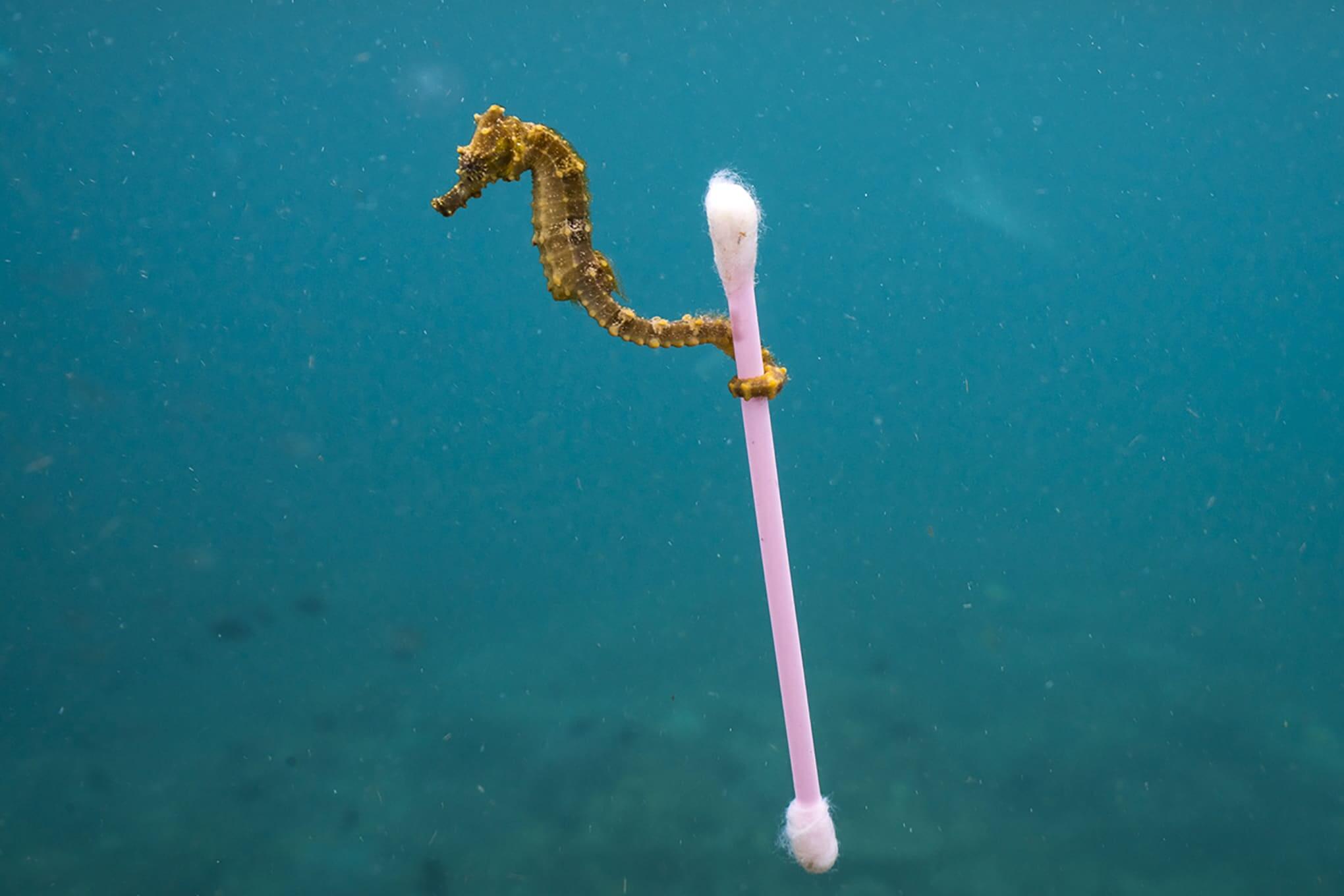 plastica - Justin Hofman